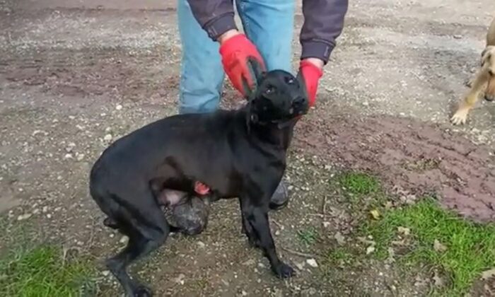 Adapazarı’nda köpeğe tecavüz iddiası