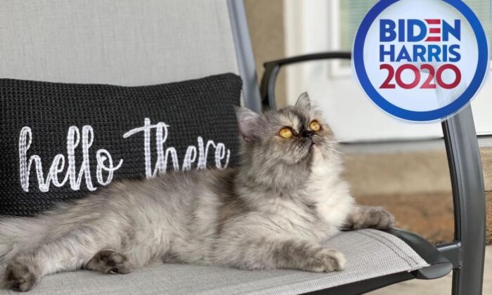 Beyaz Saray’a kedi geliyor