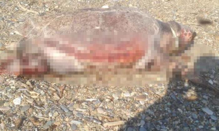 Caratta Caretta boynunda iple sahile vurdu
