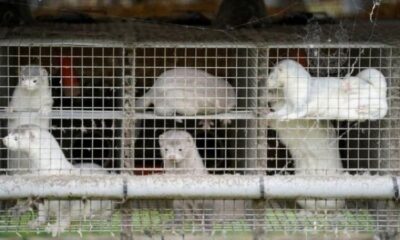 Danimarka’da çiftliklerde virüsün mutasyona uğramış türü bulundu