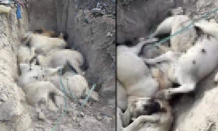 Konya’da tüyler ürperten iddia: Köpekleri canlı canlı toprağa gömdüler