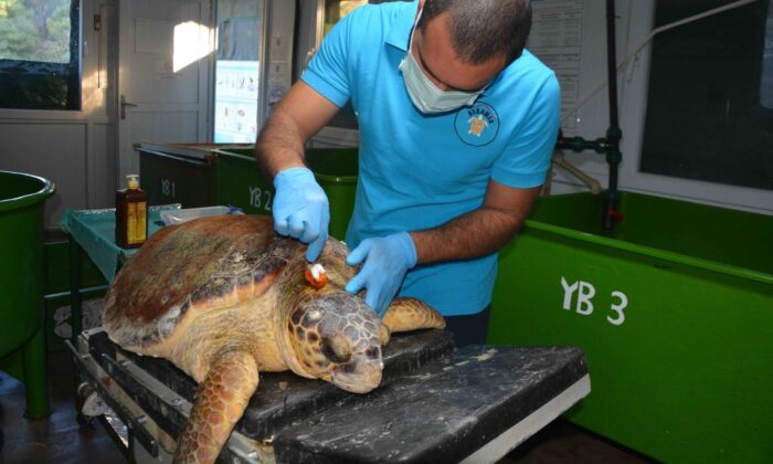 Zıpkınla vurulan deniz kaplumbağası tedavi altına alındı