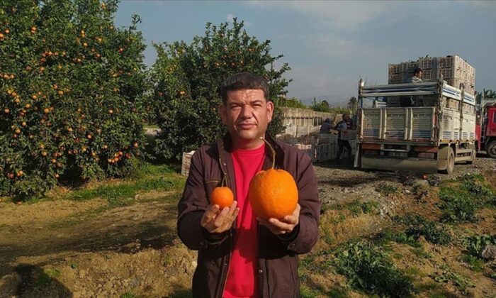 Adana’da 1 kilo 260 gramlık portakal görenleri şaşırttı