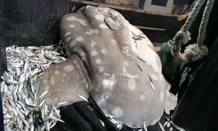 Adana’da balıkçıların ağına nesli tehlikede olan Ay Balığı takıldı
