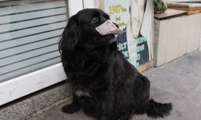 Ankara’da sahibinden aldığı parayla alışveriş yapan köpek ‘Zeytin’