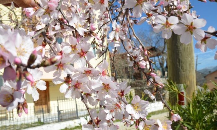 Antalya’da badem ağaçları erken çiçek açtı