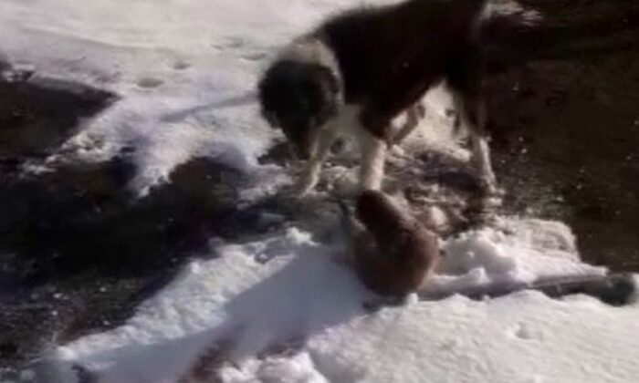 Ardahan’da su samuru, köpeklerin elinden son anda kurtuldu