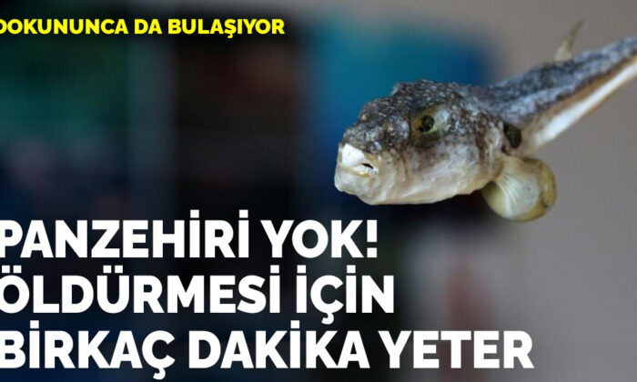 Dokununca da bulaşıyor! Panzehiri yok, öldürmesi için birkaç dakika yeterli