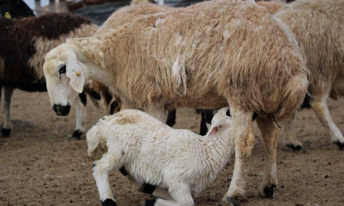 Erzincan’da süt kuzularının anneleri ile buluşma anı kameralara yansıdı
