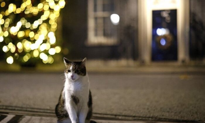 İngiltere’de kedi Larry, 10 yıldır görevde