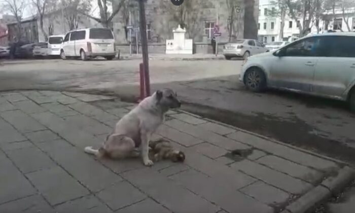 Kars’ta bir sokak köpeği, ölen yavrusunun başında saatlerce bekledi
