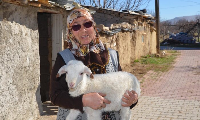 Konya’da şehit oğlunun adını verdiği kuzu çalındı: İsteselerdi maaşımı verirdim
