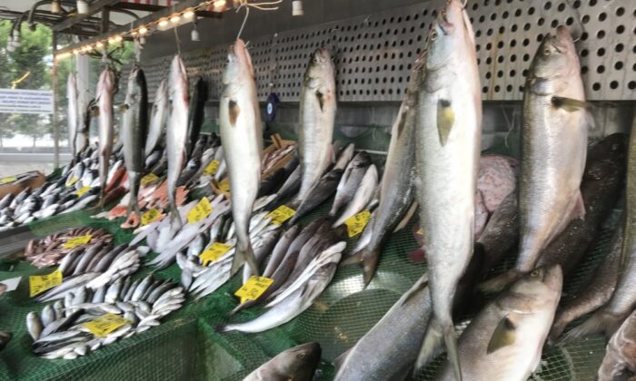 Marmara’da kofana bolluğu: Kilosu 300 liradan 70 liraya düştü