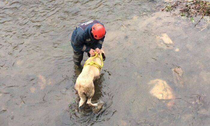 Ordu’da buz gibi suda mahsur kalan köpek kurtarıldı