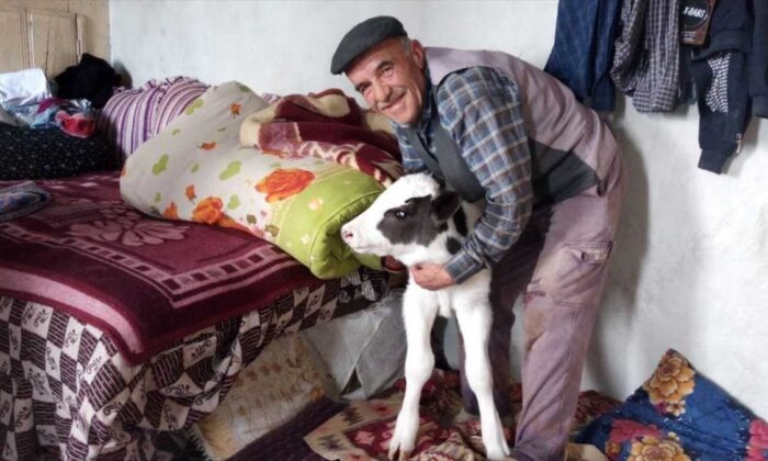 Sakaryalı çiftçi soğuk hava nedeniyle buzağıya evinde bakıyor