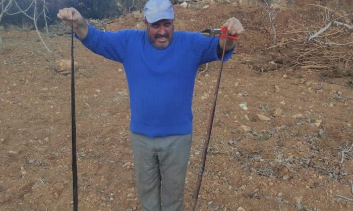 Siirt’te sıcak hava ile birlikte yılanlar da ortaya çıktı