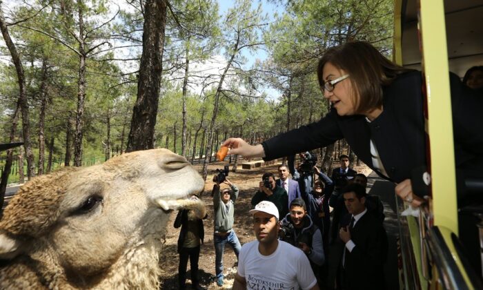 Türkiye’nin ilk ve tek safari parkı Gaziantep’te