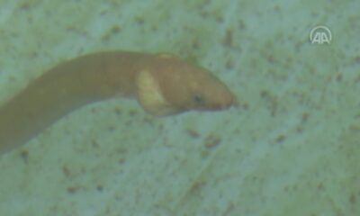 ‘Yılan kurdu balığı’ Çanakkale Boğazı’nda görüntülendi