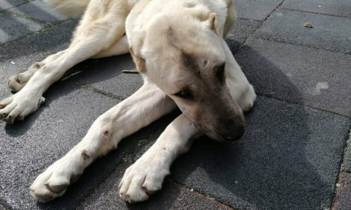 Kangal acı çekti, iki belediye protokol savaşı yaptı