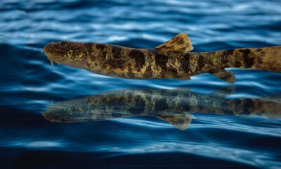 Van Gölü’nde bir balık türü daha keşfedildi!