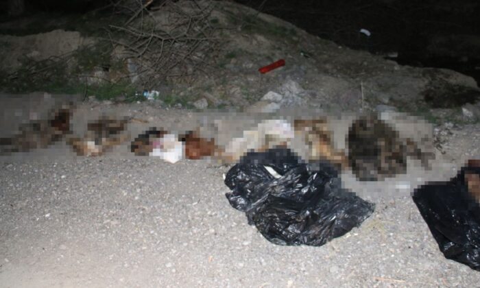 Çöp poşetlerinde 30’dan fazla ölü köpek bulundu