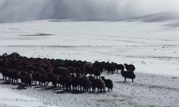 Ardahan’da kar yağışına hazırlıksız yakalanan yaylacılara ekipler yetişti