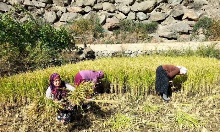 Artvin’de son çeltik hasadına başlayan köylüler duygusal anlar yaşadı