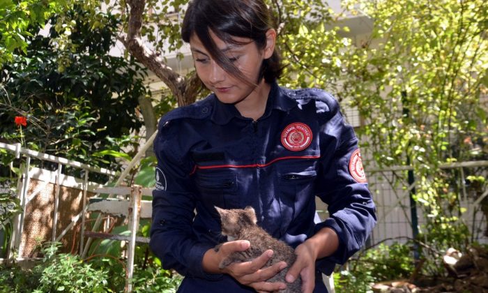 Avcılar’daki yavru kedi, düştüğü su kuyusundan kurtarıldı