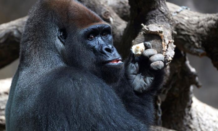 ABD’de Covid-19’a yakalanan gorillerin sayısı 18’e yükseldi