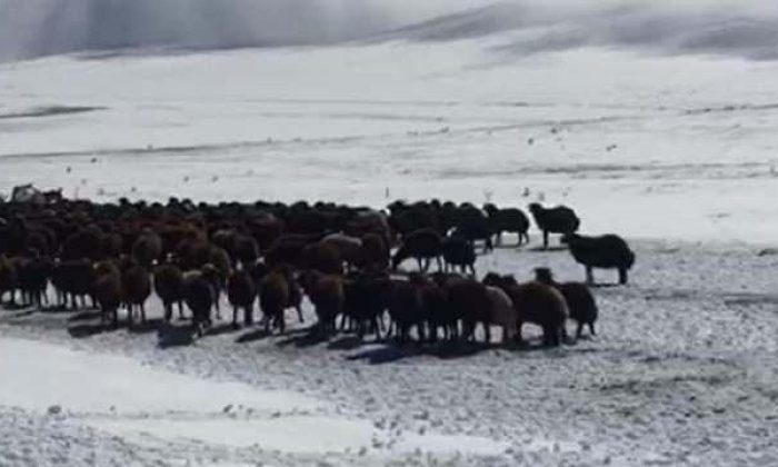Kar nedeniyle yaylada mahsur kalan çoban ve sürüler kurtarıldı