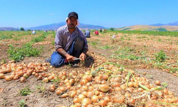 Kayrılan Türk değil yabancı çiftçi oldu