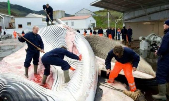 Norveç tepkilere rağmen mink balinası avlamaktan vazgeçmiyor