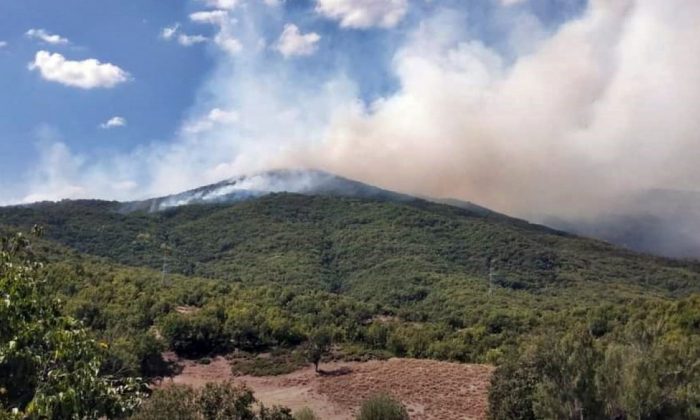 OGM: 13 orman yangınının tamamını kontrol altına aldık