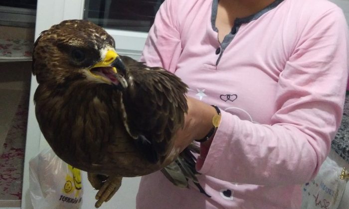 Ordu’da bir eve şahin girdi