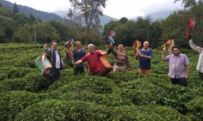 Rize’de hasta komşularının yaş çaylarını topladılar
