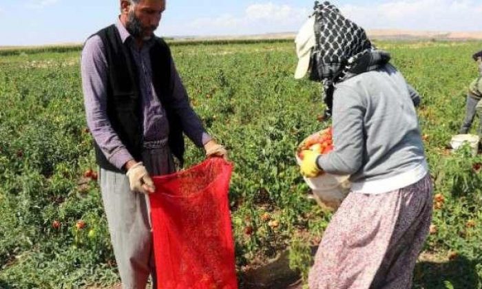 Tarlada 1, markette 4 TL! Çiftçi isyan ediyor