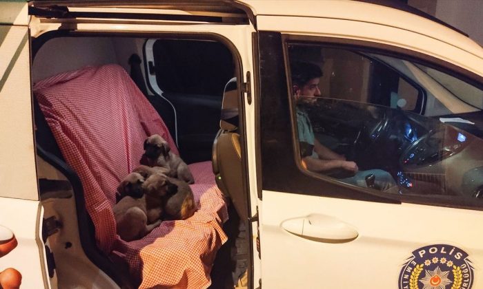 Tunceli’de torbaya konularak ölüme terk edilen köpekler kurtarıldı