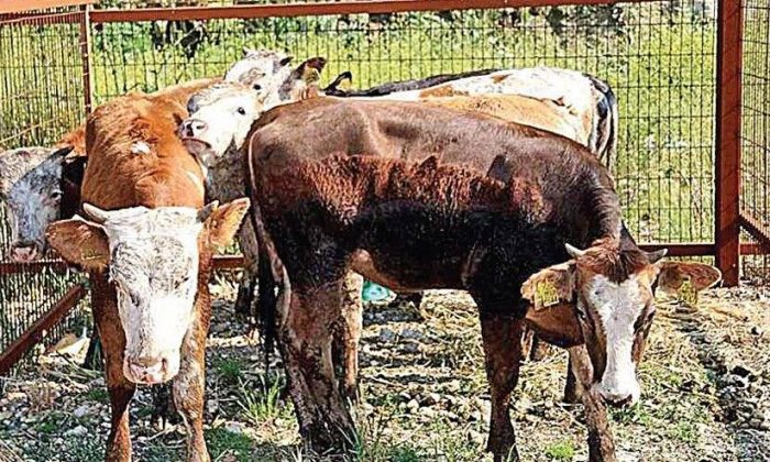 Veterinerin veresiye defterinde çiftçinin borcu 300 bin TL’yi aştı