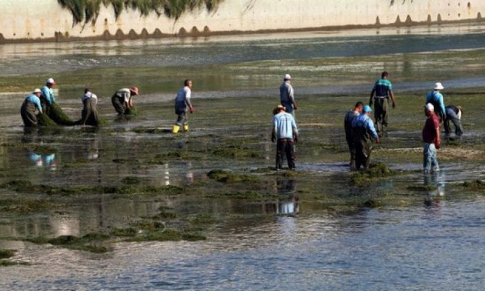 Yosunla kaplanan Seyhan Nehri’nin dibi temizleniyor