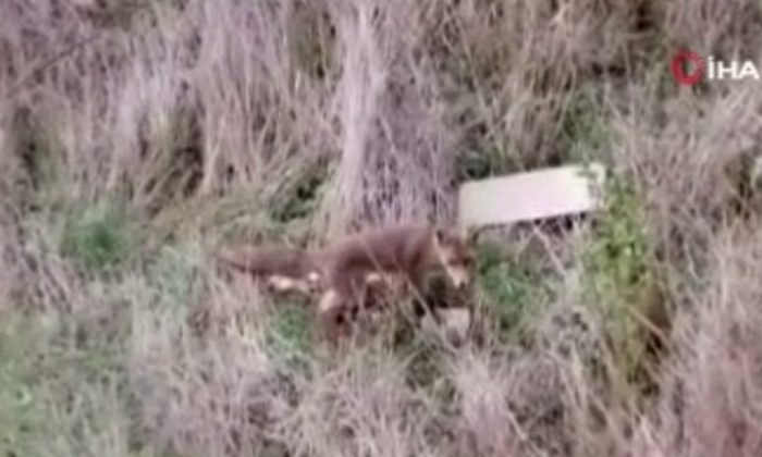 Arnavutköy’de aç kalan tilki, evin bahçesindeki ekmeği alıp kaçtı