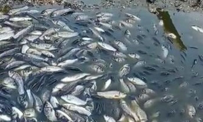Bursa’da balık ölümlerine soruşturma