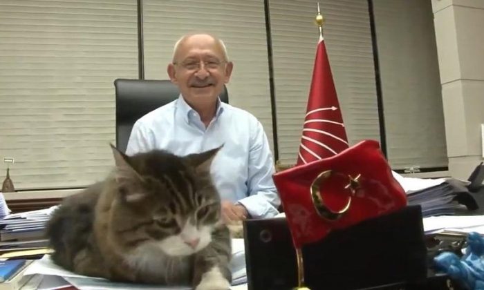 CHP, Kılıçdaroğlu ve kedi Şero’nun görüntülerini paylaştı: ‘İşimiz çok, mesaimiz yoğun’