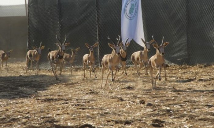 Cudi Dağı’na ‘gazella gazella’ türü 40 ceylan bırakıldı