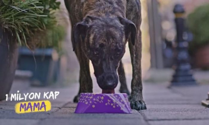 Getir, sokak ve barınak hayvanları için 1 milyon kap mama topluyor