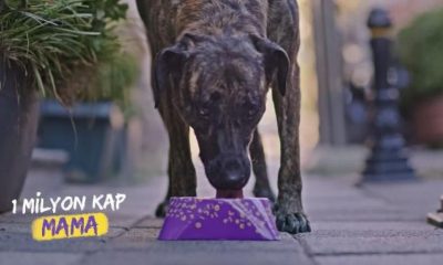 Getir’den sokak hayvanları için mama kampanyası