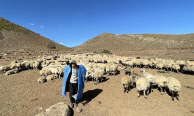 Göçerlerin Bingöl’den Şanlıurfa’ya zorlu dönüş yolculuğu