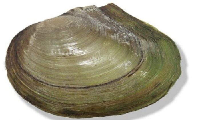 İki yeni midye türü keşfedildi