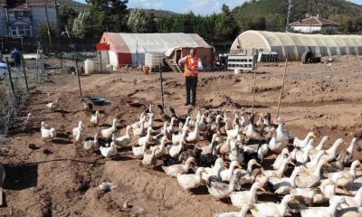 İstanbul’da tavukların verimini müzikle arttırdı