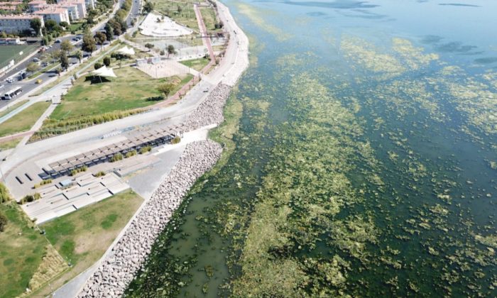 İzmir’de sahil yosunlarla kaplandı