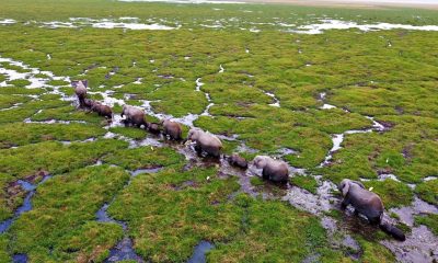 Kenya’da yavru fil sayısında büyük artış